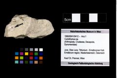 Foto (Objekt + Etikett) von Cyclothyreus sp.  (NHMW-GEO-1990-0041-0412)